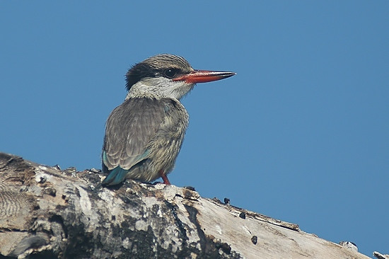 Striped Kingfisher.jpg